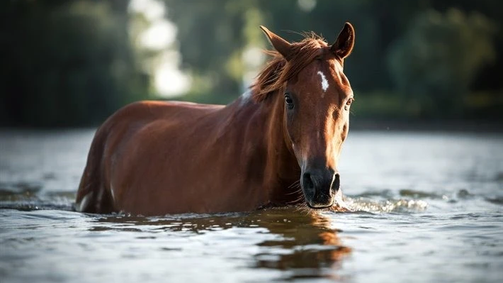 Passeggiata a cavallo a Saturnia 