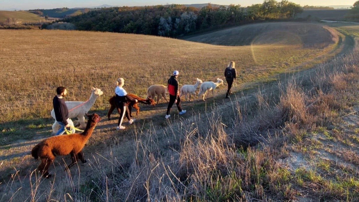 Passeggiata con gli Alpaca a Siena