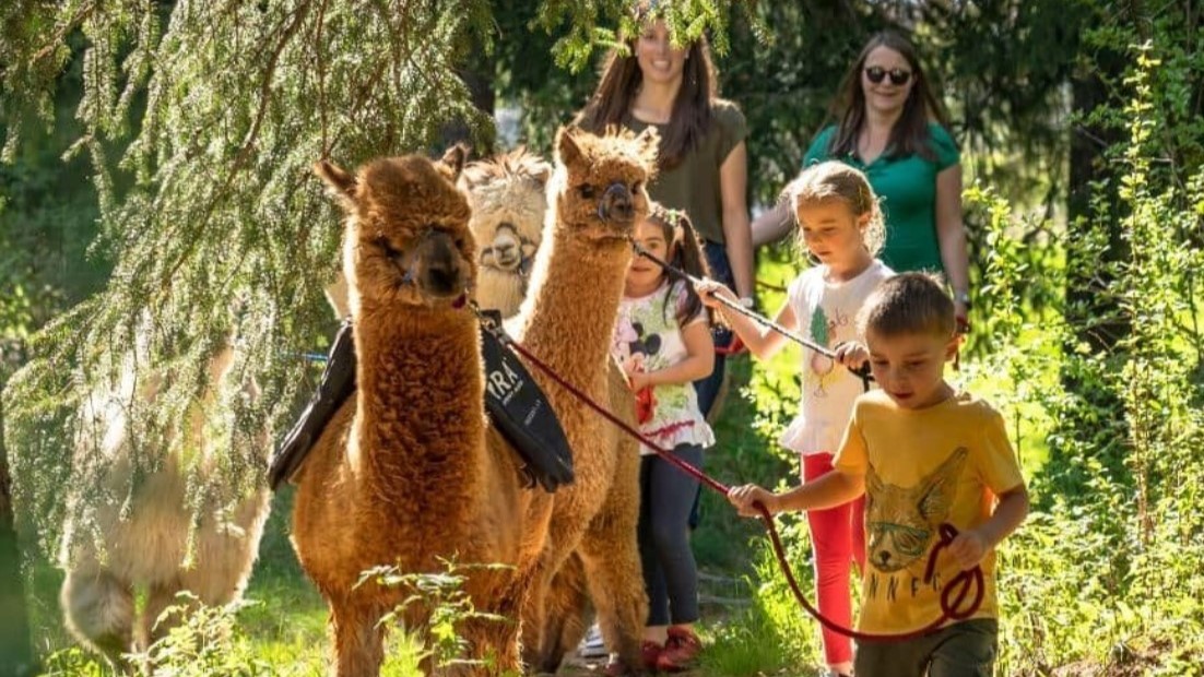 Passeggiata con gli alpaca in Val Camonica