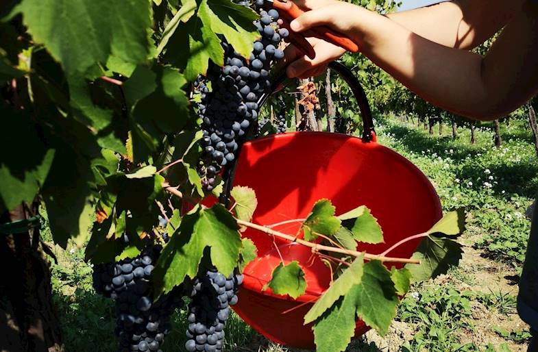 Visita e degustazione Calatroni Vini in Lombardia