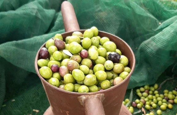 Degustazione di Oli e Tipicità Siciliane vicino Palermo