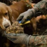 Caccia al Tartufo a Castelfiorentino