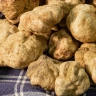 Caccia al Tartufo a Castelfiorentino