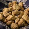 Caccia al Tartufo a Castelfiorentino