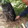 Caccia al Tartufo con Degustazione e Pranzo ad Acqualagna