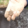 Caccia al Tartufo con Degustazione e Pranzo ad Acqualagna