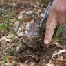 Caccia al Tartufo con Degustazione e Pranzo ad Acqualagna