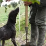 Caccia al Tartufo con Degustazione e Pranzo ad Acqualagna