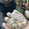 Caccia al Tartufo in Toscana vicino Siena