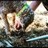 Caccia al Tartufo in Toscana vicino Siena