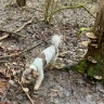 Caccia al Tartufo nell’Appennino Bolognese