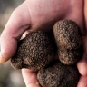 Caccia al Tartufo nell’Appennino Bolognese