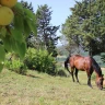 Casa sull'albero nella Maremma Toscana