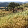 Casa sull'albero nella Maremma Toscana