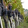 Degustazione di Vini a Neive nelle Langhe