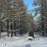 Escursione in Motoslitta a Pragelato