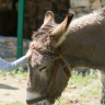 Esperienza ludica con Asini e Cavalli a Pietra Ligure