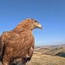 Falconeria nelle Crete Senesi