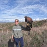 Falconeria nelle Crete Senesi