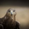 Falconeria nelle Crete Senesi