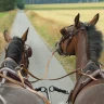 Giro in Carrozza a Umbertide in Umbria