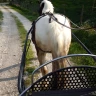 Giro in Carrozza a Umbertide in Umbria