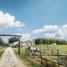 Giro in Carrozza a Umbertide in Umbria