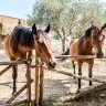 Giro in Carrozza a Umbertide in Umbria