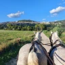 Giro in Carrozza ad Assisi e Rivotorto