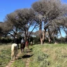 Passeggiata a Cavallo a Castel Porziano vicino Roma