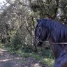 Passeggiata a Cavallo a Castel Porziano vicino Roma