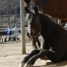 Passeggiata a Cavallo a Cavedine