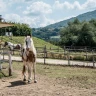 Passeggiata a Cavallo a Umbertide in Umbria