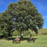 Passeggiata a Cavallo in Val Noveglia