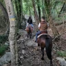 Passeggiata a Cavallo in Val Noveglia