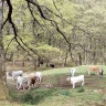 Passeggiata a Cavallo nel Parco Nazionale del Gargano