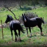 Passeggiata a Cavallo nel Parco Nazionale del Gargano