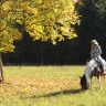 Passeggiata a Cavallo sul Monte Gaggio in Trentino