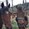 Passeggiata a Cavallo sull'Appennino Tosco Emiliano