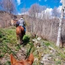 Passeggiata a Cavallo sull'Appennino Tosco Emiliano