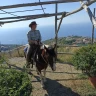 Passeggiata a Cavallo tra Sorrento e Costiera Amalfitana