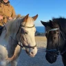 Passeggiata a Cavallo vista mare a Pietra Ligure