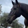 Passeggiata a Cavallo vista mare a Pietra Ligure