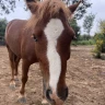 Passeggiata a Cavallo vista mare a Pietra Ligure