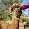 Passeggiata con gli Alpaca a Chianciano Terme