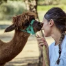 Passeggiata con gli Alpaca a Chianciano Terme