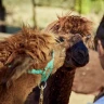 Passeggiata con gli Alpaca a Chianciano Terme