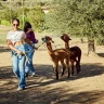 Passeggiata con gli Alpaca a Chianciano Terme