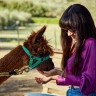 Passeggiata con gli Alpaca a Chianciano Terme