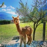 Passeggiata con gli Alpaca a Losine in Val Camonica